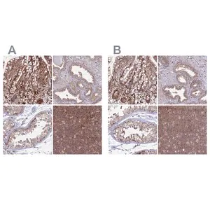 Merck Anti-GOLGA3 antibody produced in rabbit