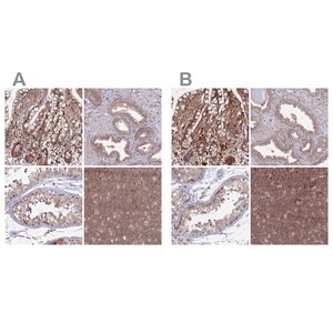 Merck Anti-GOLGA3 antibody produced in rabbit