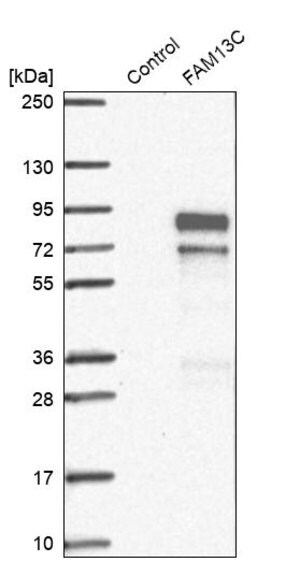 Merck Anti-FAM13C antibody produced in rabbit