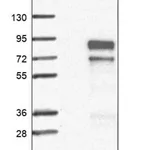 Merck Anti-FAM13C antibody produced in rabbit