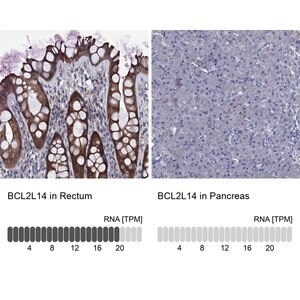 Merck Anti-BCL2L14 antibody produced in rabbit