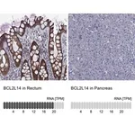 Merck Anti-BCL2L14 antibody produced in rabbit