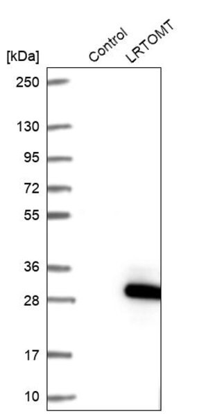 Merck Anti-LRTOMT antibody produced in rabbit