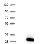 Merck Anti-LRTOMT antibody produced in rabbit
