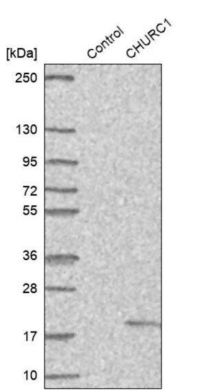 Merck Anti-CHURC1 antibody produced in rabbit