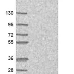 Merck Anti-CHURC1 antibody produced in rabbit