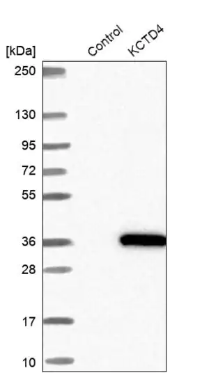 Merck Anti-KCTD4 antibody produced in rabbit