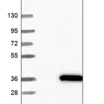 Merck Anti-KCTD4 antibody produced in rabbit