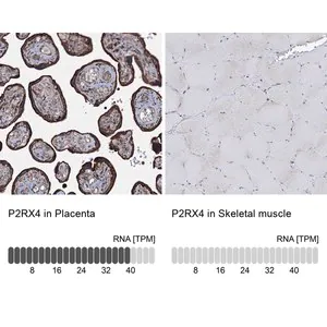 Merck Anti-P2RX4 antibody produced in rabbit
