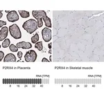 Merck Anti-P2RX4 antibody produced in rabbit