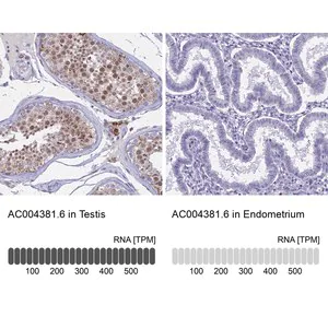 Merck Anti-AC004381.6 antibody produced in rabbit