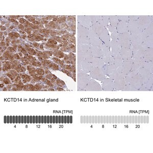 Merck Anti-KCTD14 antibody produced in rabbit