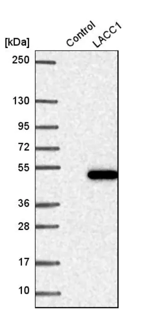 Merck Anti-LACC1 antibody produced in rabbit