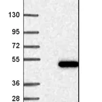 Merck Anti-LACC1 antibody produced in rabbit