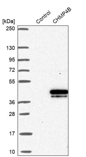 Merck Anti-CHMP4B antibody produced in rabbit