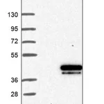 Merck Anti-CHMP4B antibody produced in rabbit