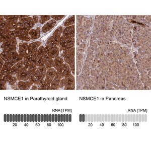 Merck Anti-NSMCE1 antibody produced in rabbit
