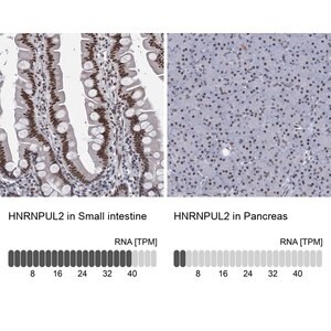 Merck Anti-HNRNPUL2 antibody produced in rabbit