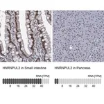 Merck Anti-HNRNPUL2 antibody produced in rabbit
