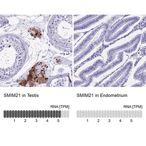 Merck Anti-SMIM21 antibody produced in rabbit