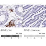 Merck Anti-SMIM21 antibody produced in rabbit