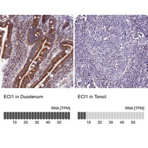 Merck Anti-ECI1 antibody produced in rabbit