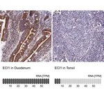 Merck Anti-ECI1 antibody produced in rabbit