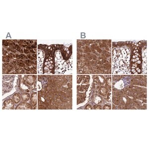 Merck Anti-TCF25 antibody produced in rabbit
