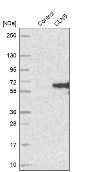 Merck Anti-CLN5 antibody produced in rabbit