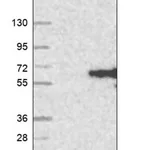 Merck Anti-CLN5 antibody produced in rabbit
