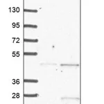 Merck Anti-NRN1L antibody produced in rabbit