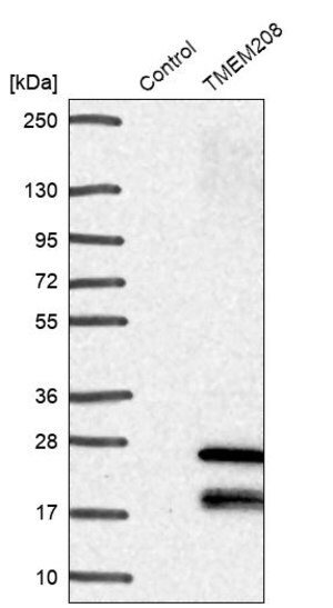 Merck Anti-TMEM208 antibody produced in rabbit