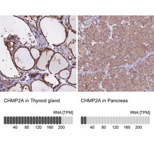 Merck Anti-CHMP2A antibody produced in rabbit