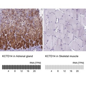 Merck Anti-KCTD14 antibody produced in rabbit