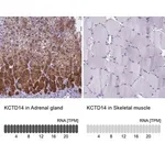 Merck Anti-KCTD14 antibody produced in rabbit