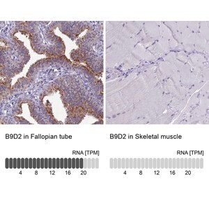 Merck Anti-B9D2 antibody produced in rabbit