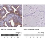 Merck Anti-B9D2 antibody produced in rabbit