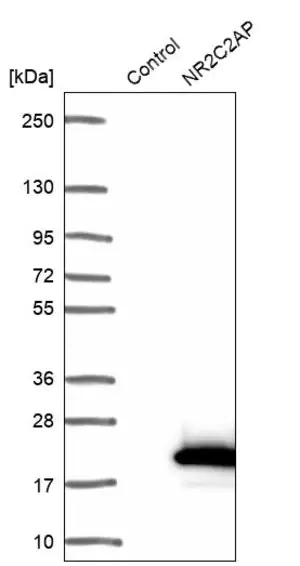Merck Anti-NR2C2AP antibody produced in rabbit