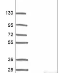 Merck Anti-NR2C2AP antibody produced in rabbit