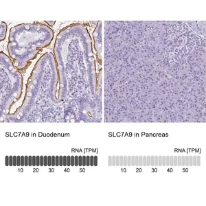 Merck Anti-SLC7A9 antibody produced in rabbit
