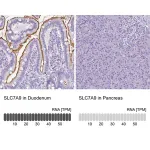 Merck Anti-SLC7A9 antibody produced in rabbit