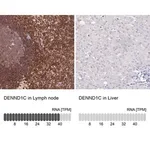 Merck Anti-DENND1C antibody produced in rabbit