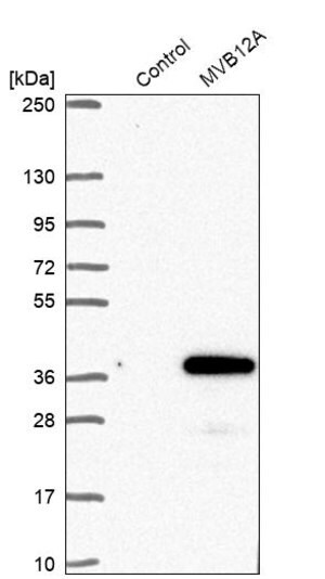 Merck Anti-MVB12A antibody produced in rabbit