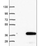 Merck Anti-MVB12A antibody produced in rabbit