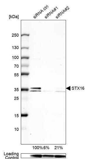 Merck Anti-STX16 antibody produced in rabbit