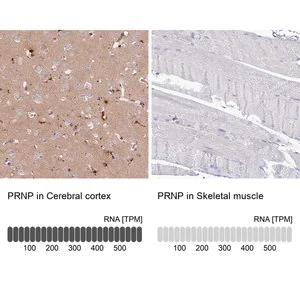 Merck Anti-PRNP antibody produced in rabbit