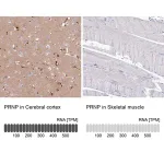 Merck Anti-PRNP antibody produced in rabbit