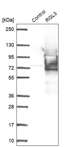Merck Anti-RGL3 antibody produced in rabbit