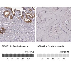 Merck Anti-SEMG2 antibody produced in rabbit