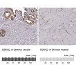 Merck Anti-SEMG2 antibody produced in rabbit